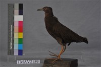 藏品(灰腳秧雞)的圖片